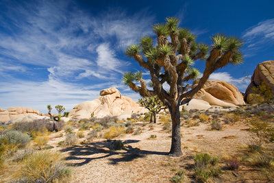 Joshua Tree National Park Photographic Mural