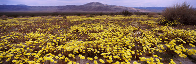 Joshua Tree National Monument Photographic Mural