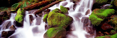 Olympic National Park Photographic Mural