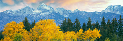 Aspen Trees, Grand Canyon National Park Photographic Mural