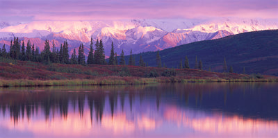 Denali National Park Photographic Mural