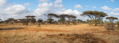 Northwest Province, South Africa Photographic Mural