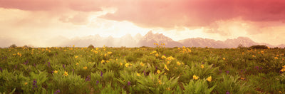 Cathedral Group, Grand Teton National Park Photographic Mural