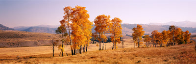 Yellowstone National Park Photographic Mural