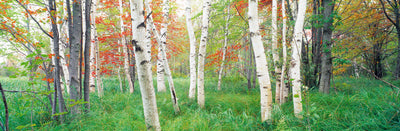 Acadia National Park Photographic Mural