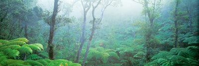 Ohia Forest, Volcanos National Park Photographic Mural