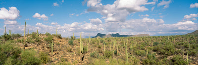 Saguaro National Park Photographic Mural