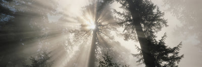 Redwood National Park Photographic Mural