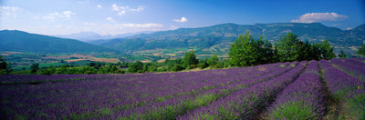 La Drome Provence, France Photographic Mural