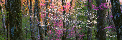 Shenandoah National Park Photographic Mural