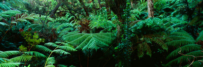 Fern Forest, Volcanoes National Park Photographic Mural