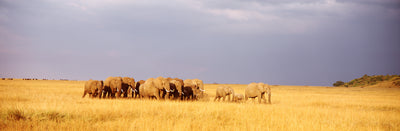 Maasai Mara, Kenya Photographic Mural