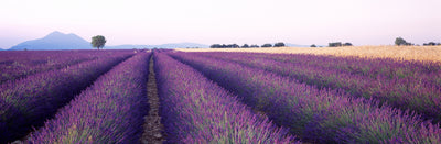 Plateau De Valensole, France Photographic Mural