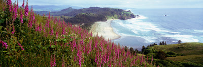 Foxgloves at Cascade Head, Oregon Photographic Mural