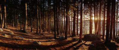 Acadia National Park, Maine Photographic Mural