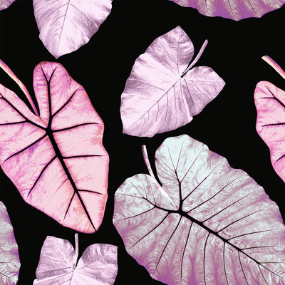 Alocasia Wallpaper - Petal